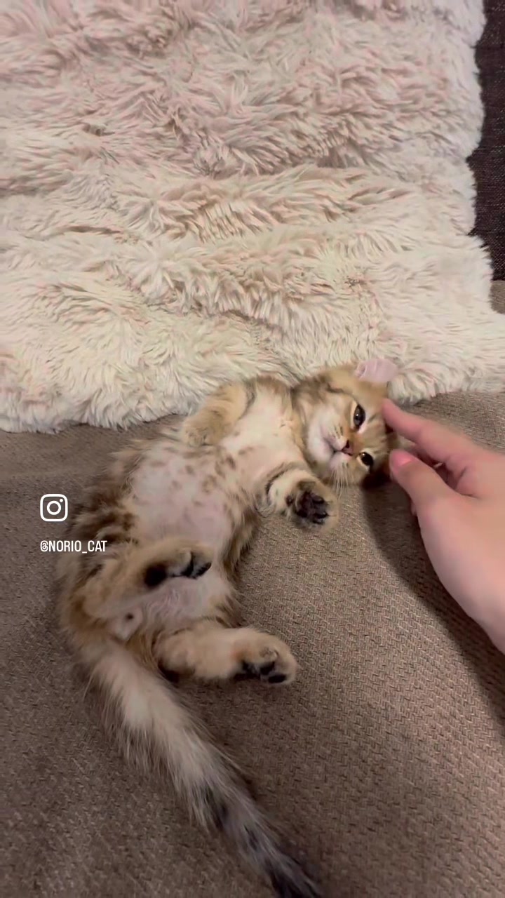 @のりおのTikTok