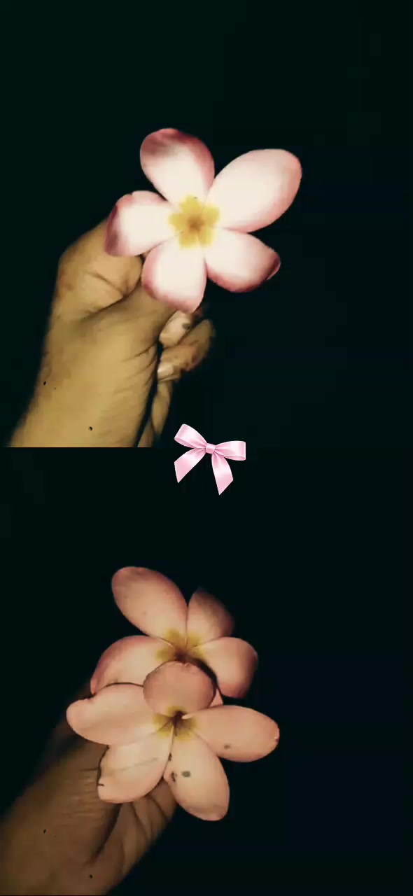 @ᥫ᭡♡𝓖𝓾𝓶𝓶𝔂 𝓑𝓻𝓮𝓪𝓻♡ᥫ᭡