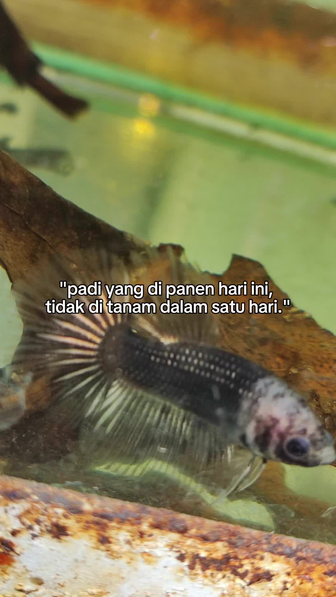 @Lengket Kabeh