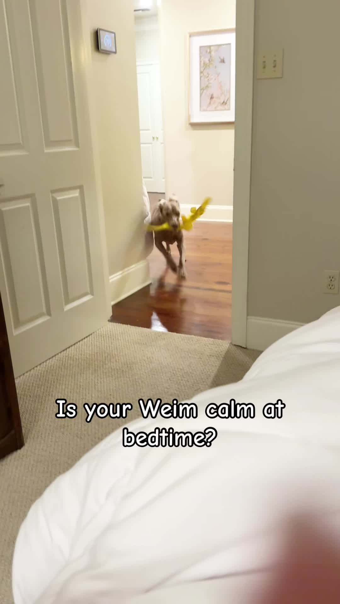 @Zoey the Weim