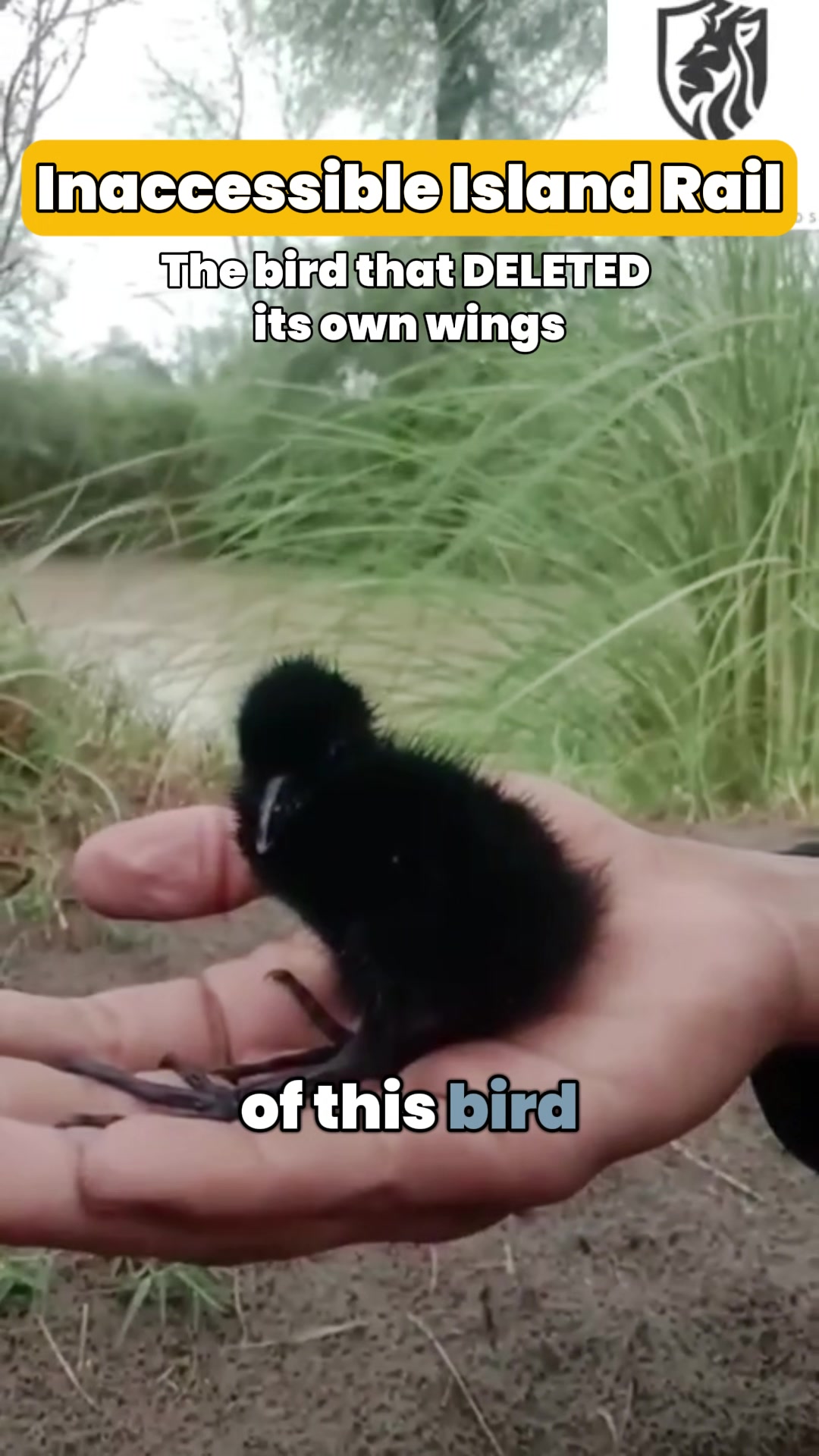 @thebirdlens