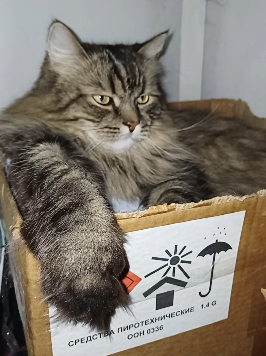 @cat_bayun_