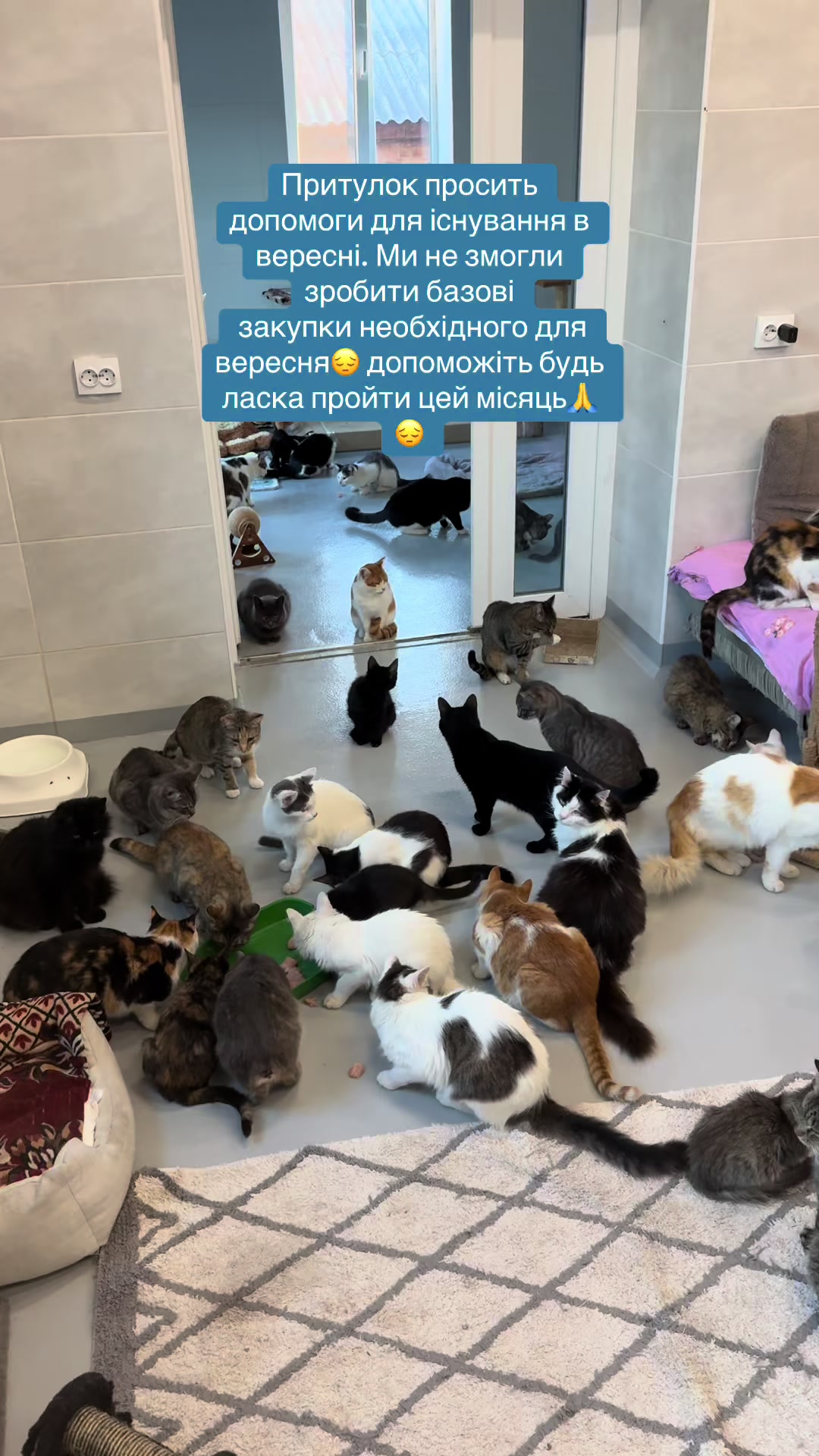 @Прихисток 🏡🐕🐈