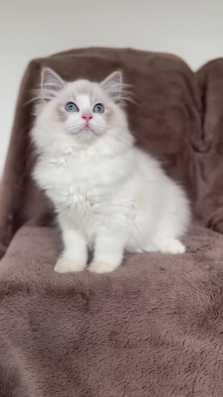 @I love ragdolls❤️