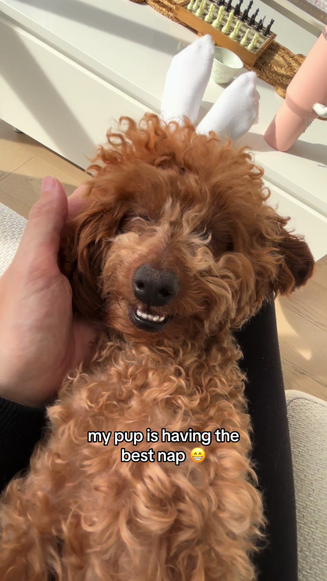 @peppermytoypoodle