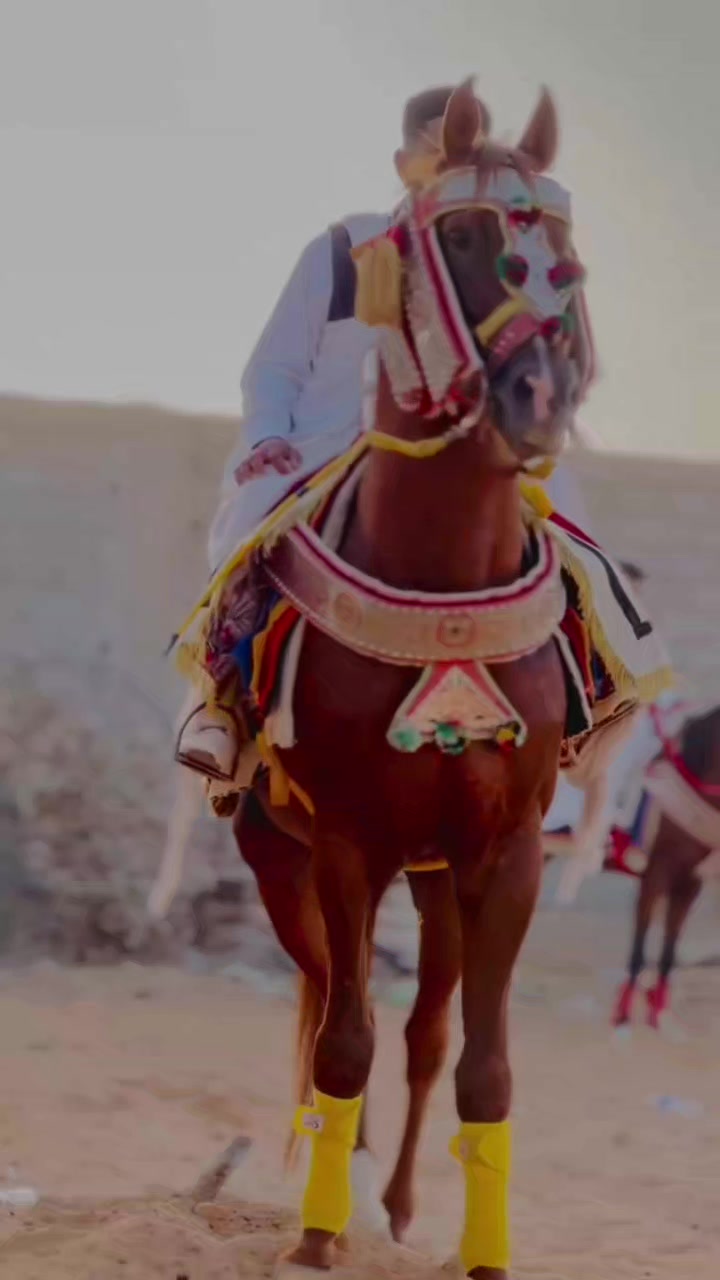 @محمد نافع❤️🔥🐴