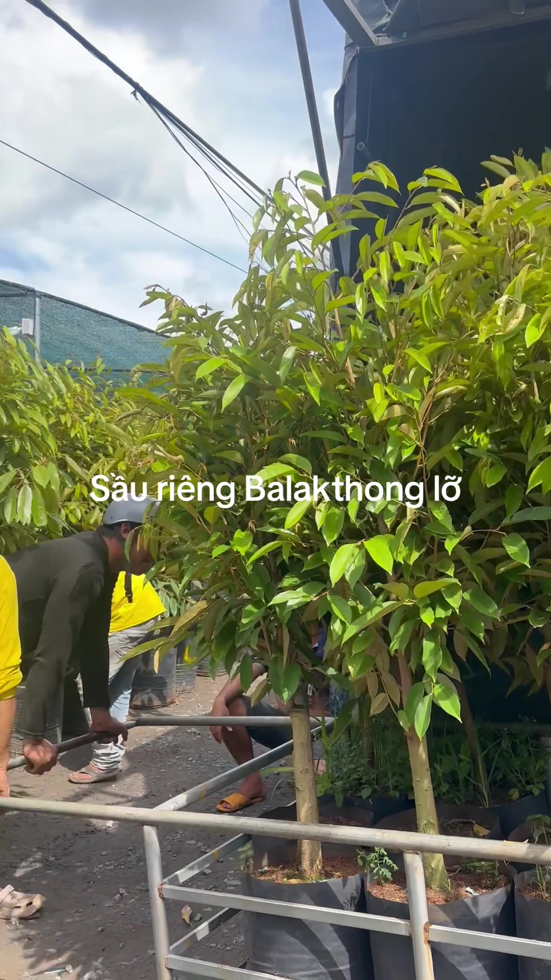 @Hùng Chương STCG Welofarm