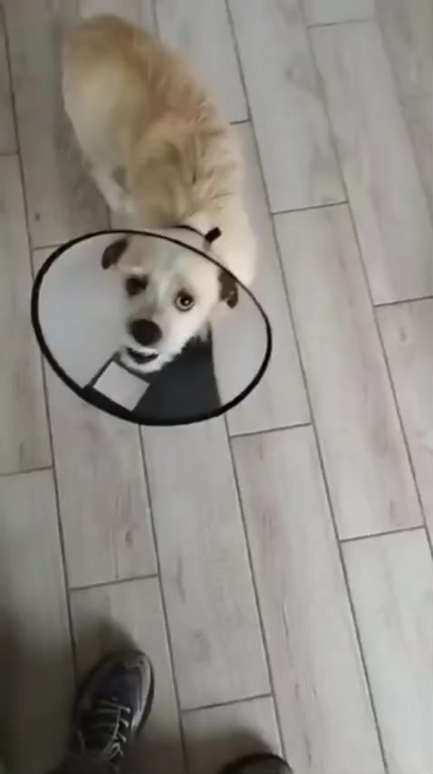 @ЗООшанс