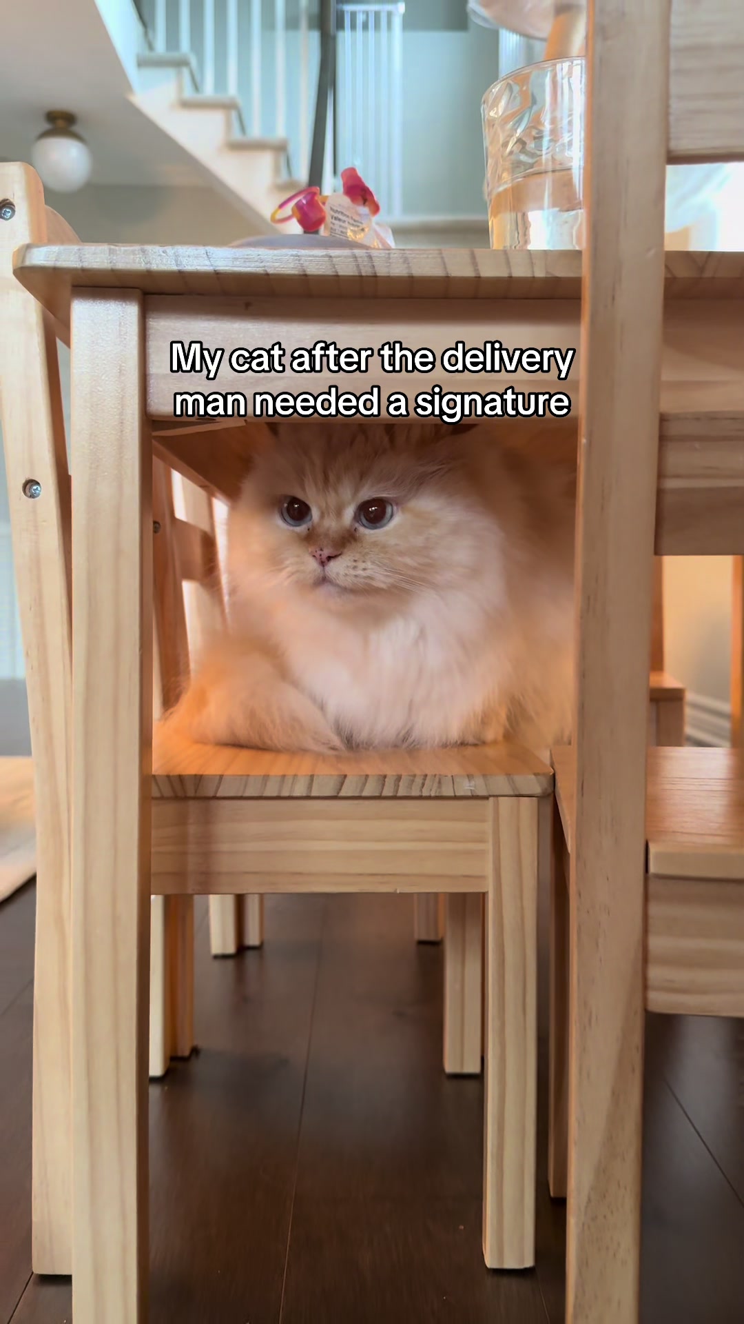 @Krista & Cats: BamBam & Bonnie