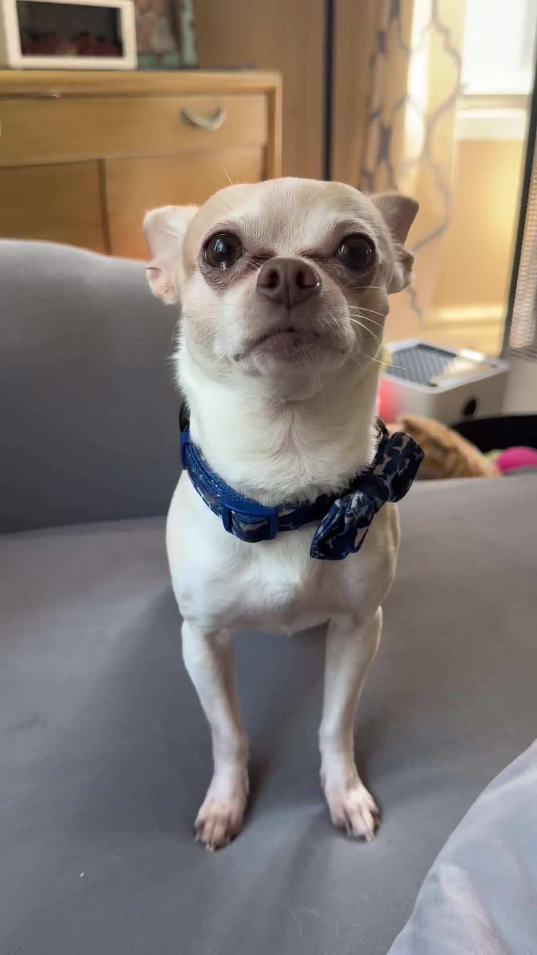 @Frankie the Chihuahua