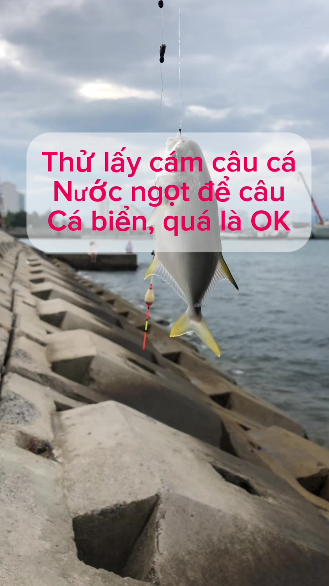 @c&acirc;u c&aacute; Nha Trang