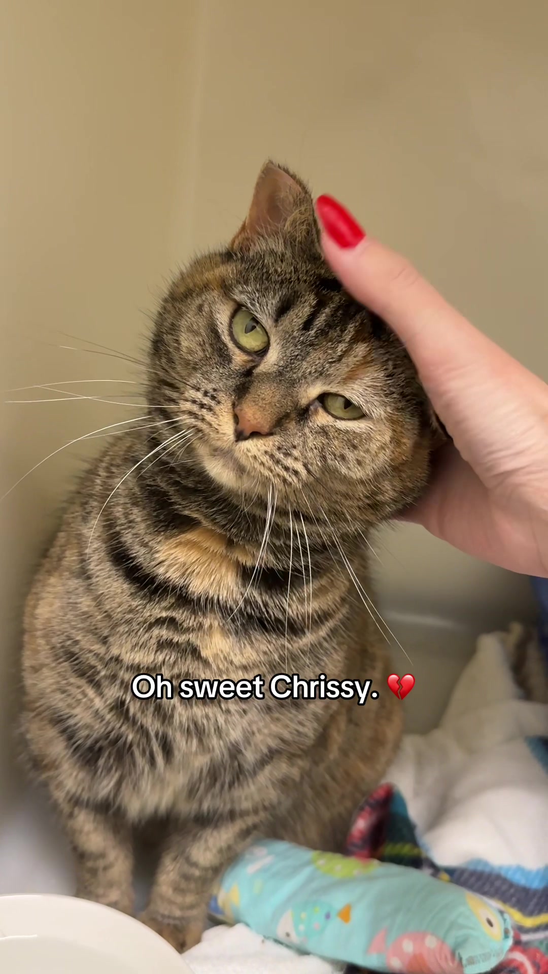 @Deanna | ATL Animal Rescue 🖤