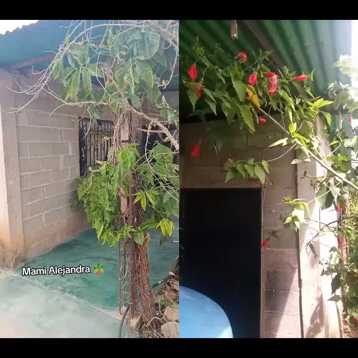 @NacsonPieGrande