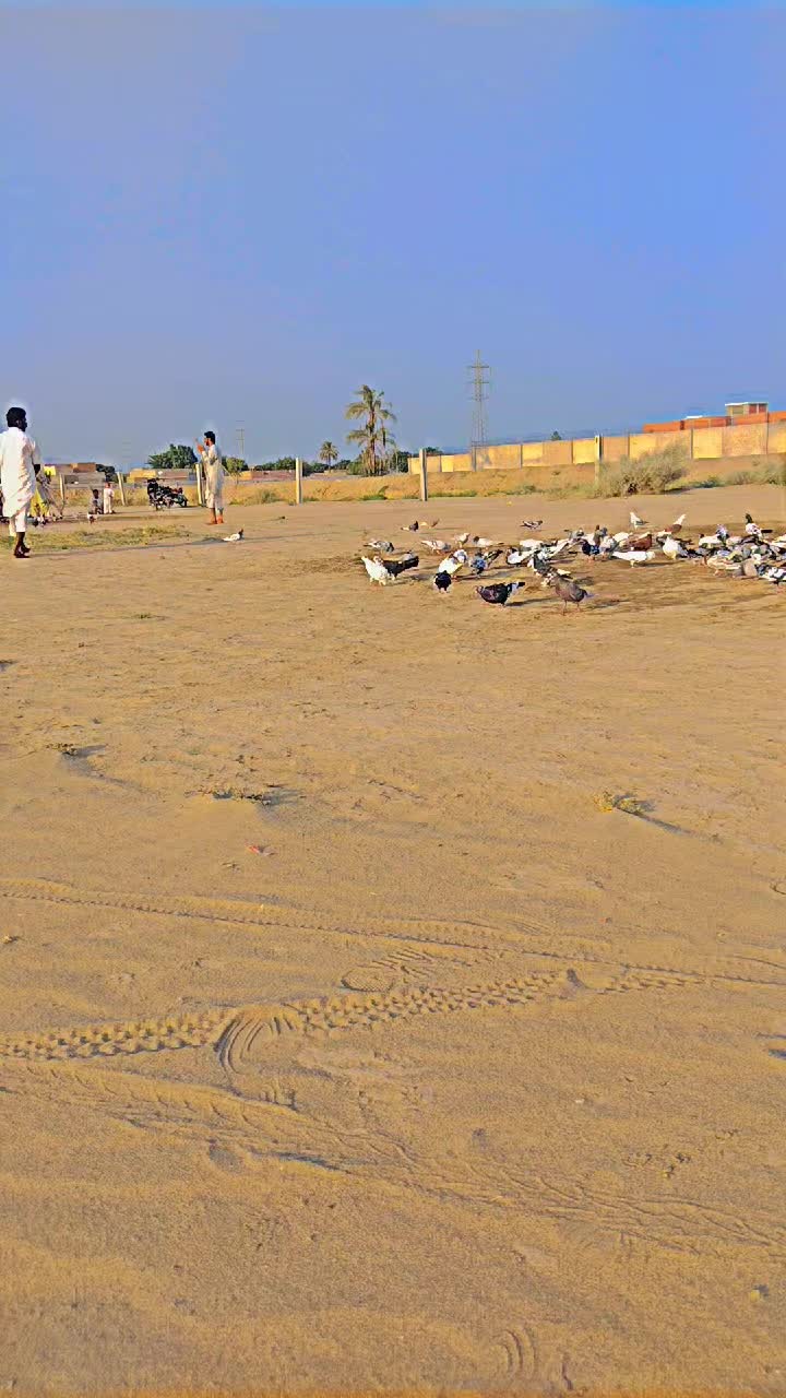 @عدیل رحمن لیہ وال کبوتر باز