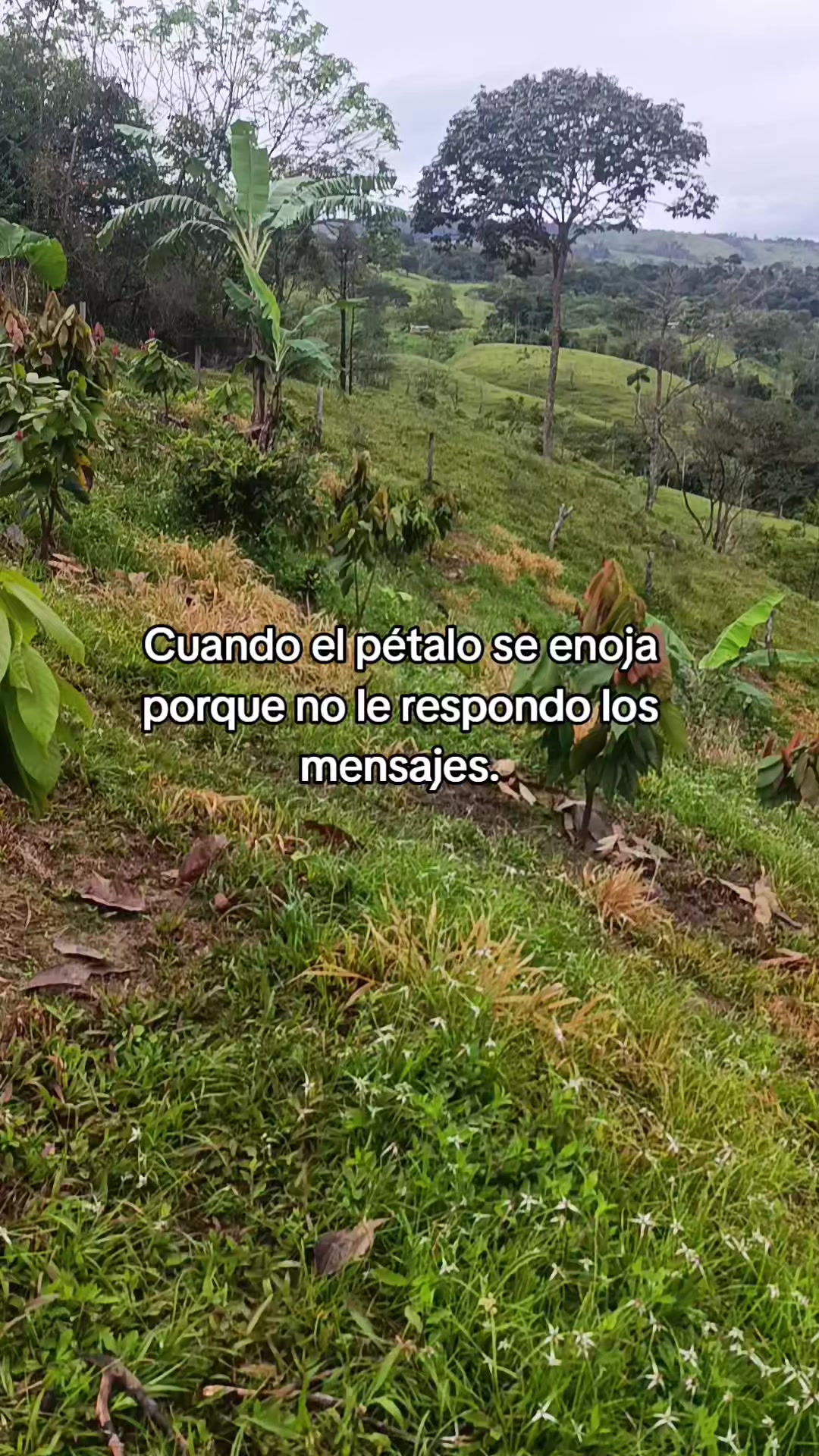 @CANTOR🦇