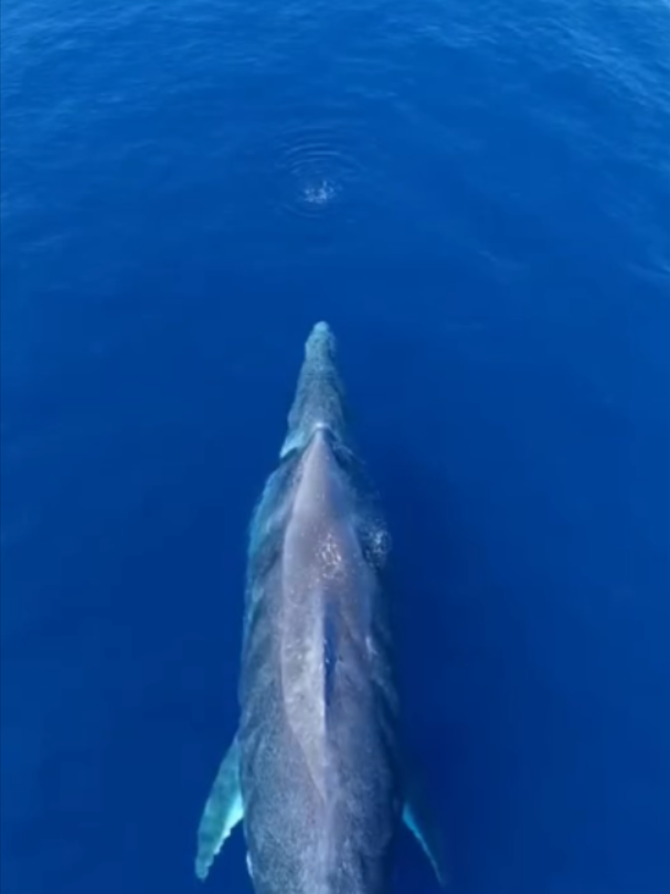 @Mundo dos Animais