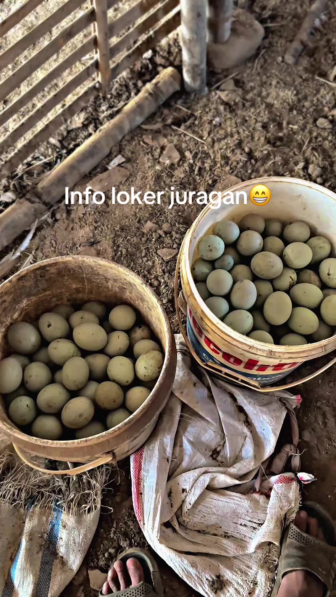 @darufarm