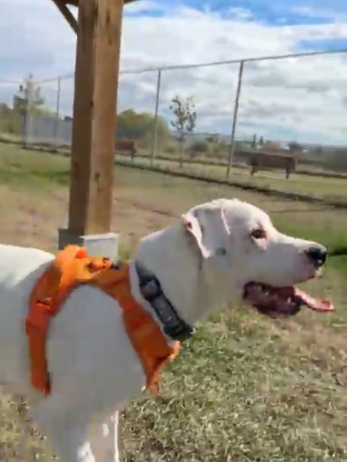 @Calgary Humane Society