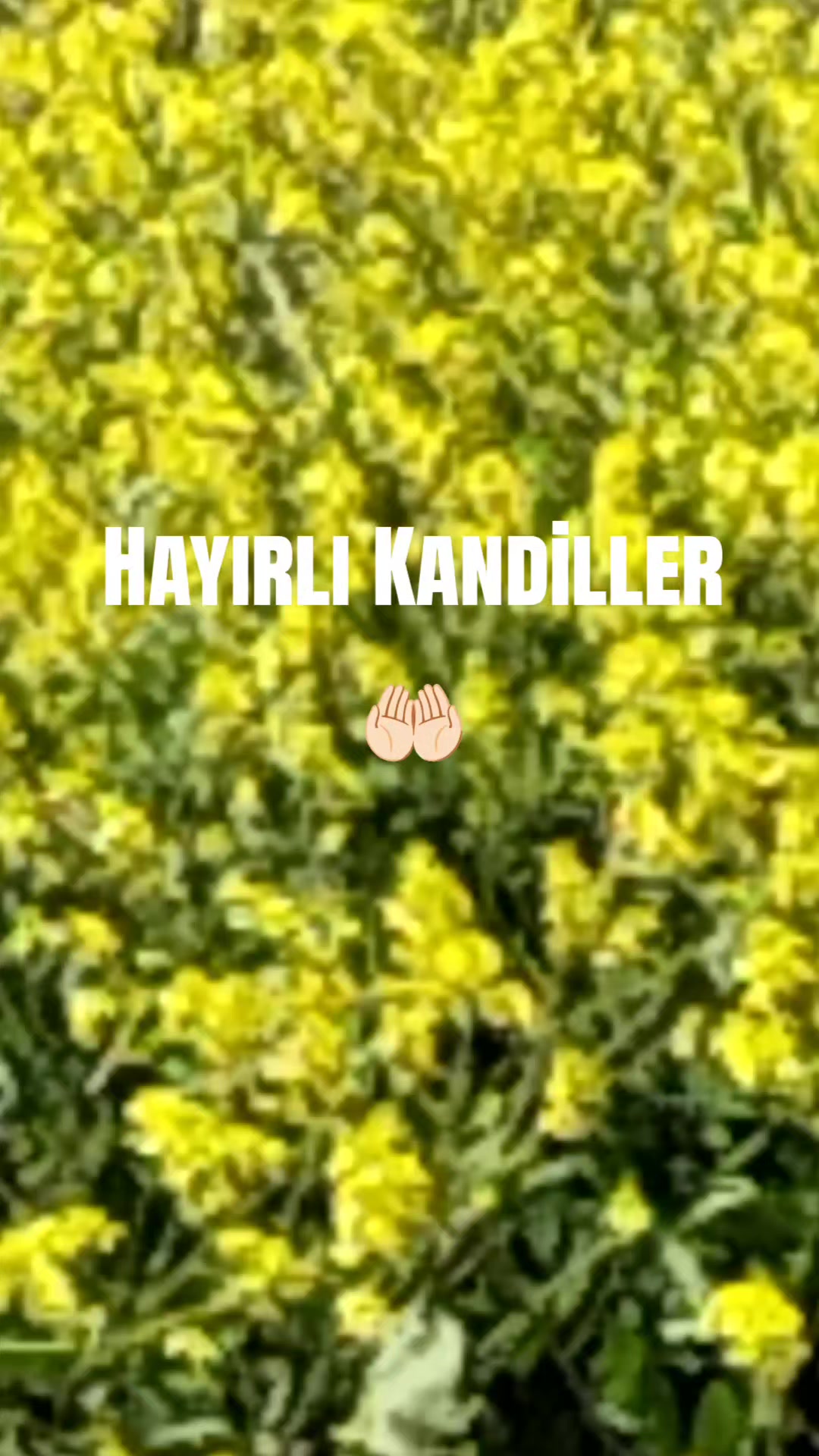 @papatya_65