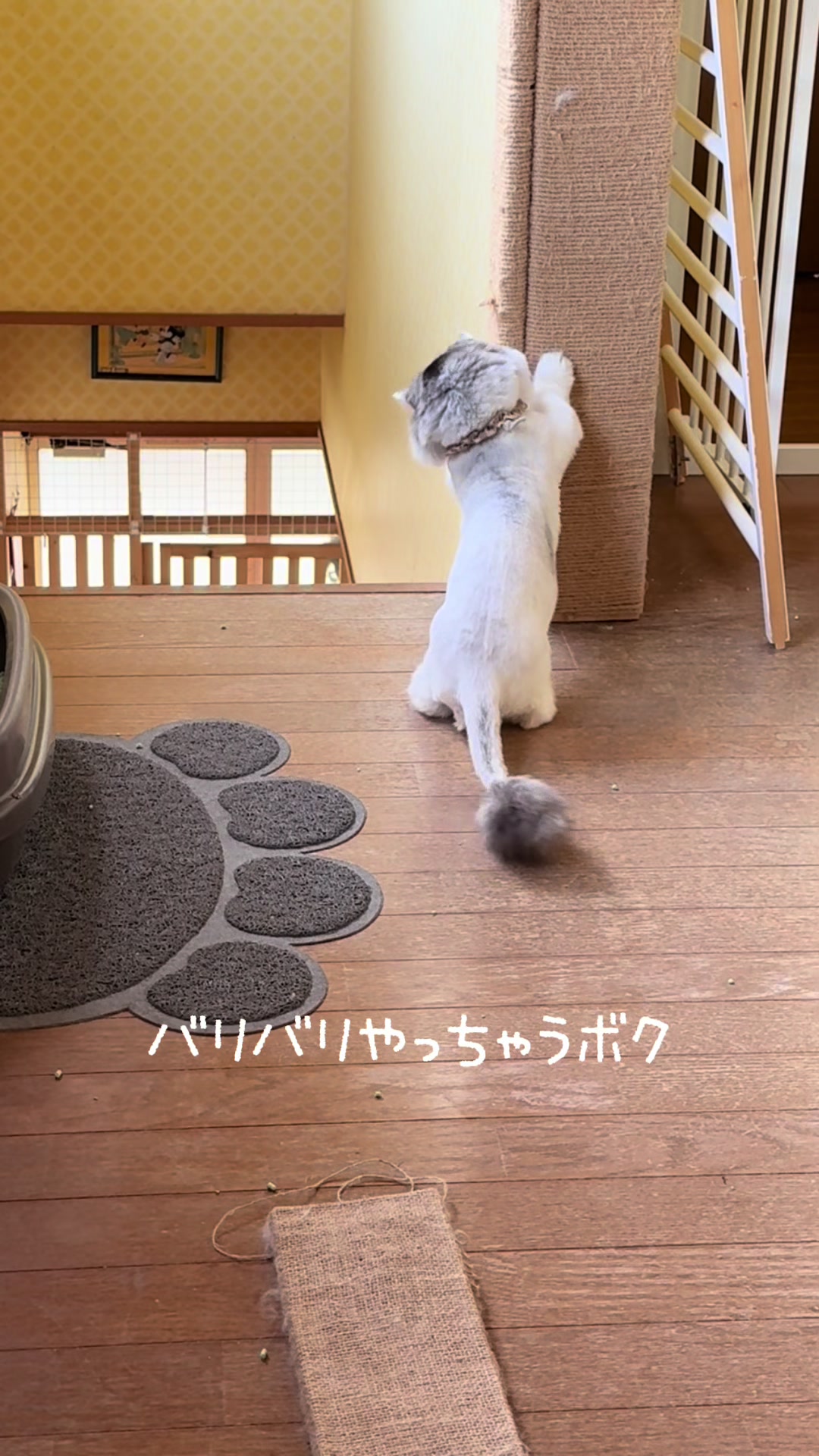 @ネコたまちゃんねる