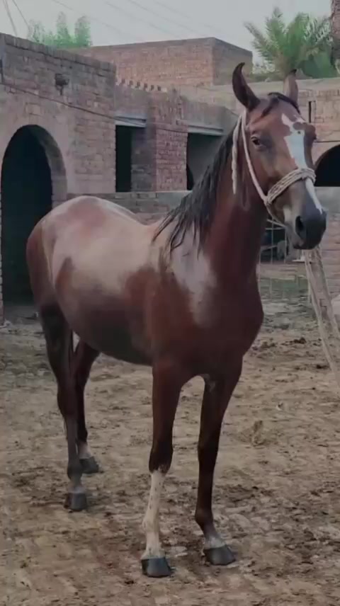 @احمد گل نمبر دار