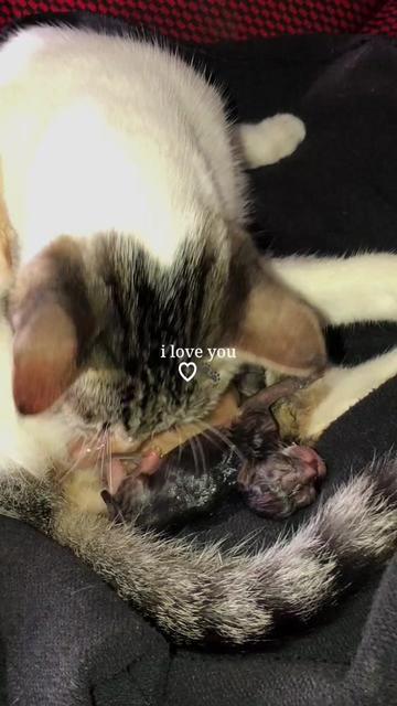 @๐๐๐ธ๐ป๐งฟ๐