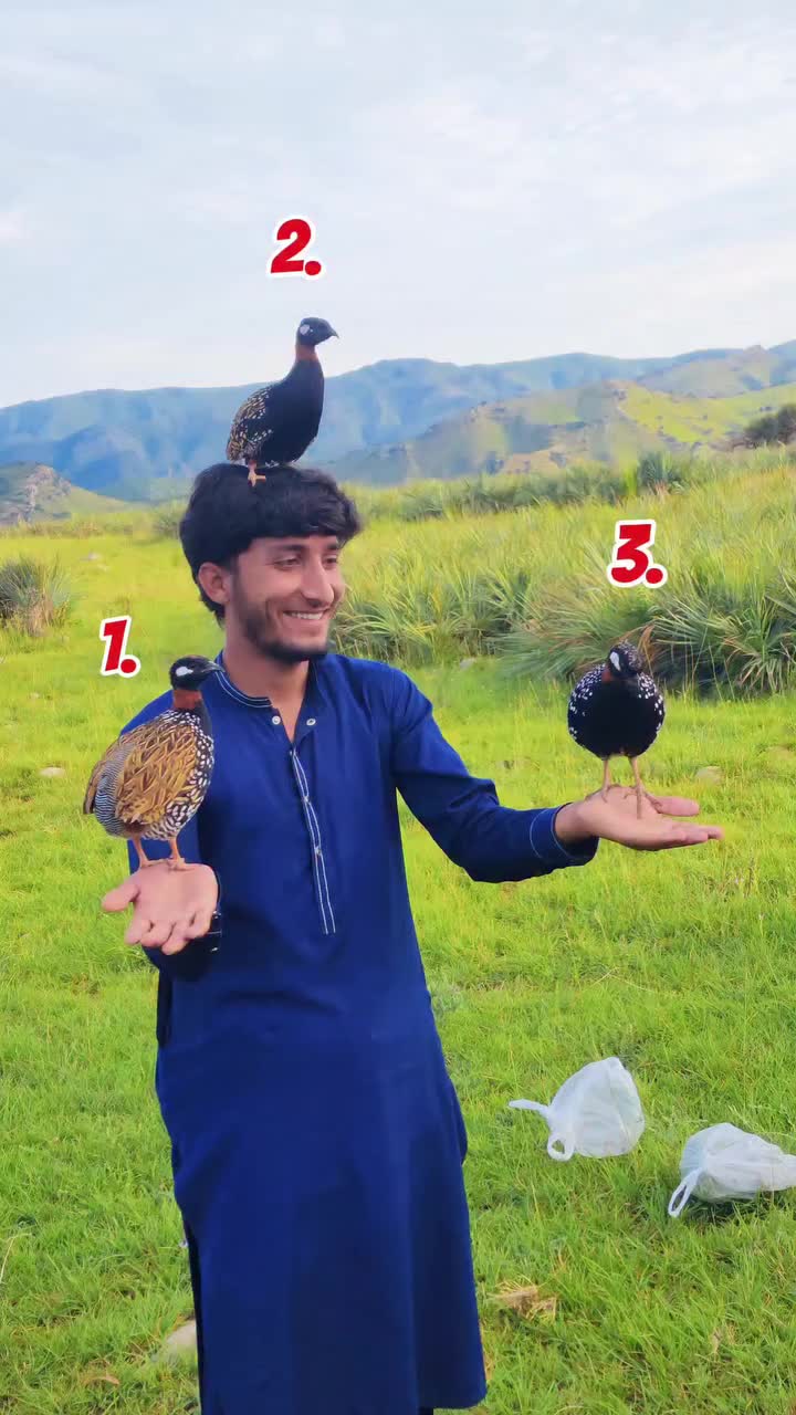 @Birds Lover