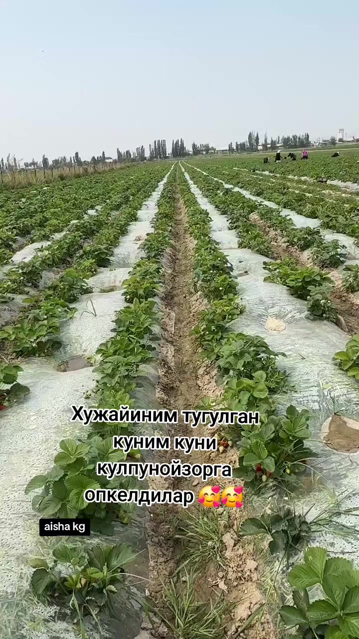 @ins:@aisha_kgz_