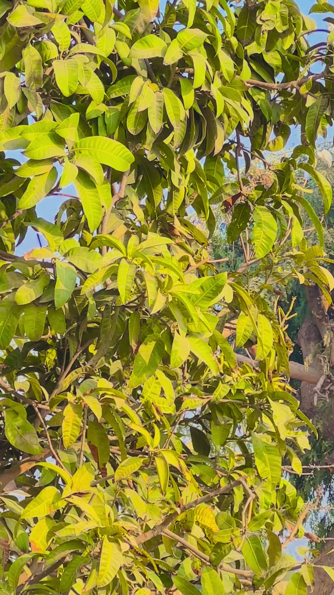 @سوہنا پنجاب🌾🫀