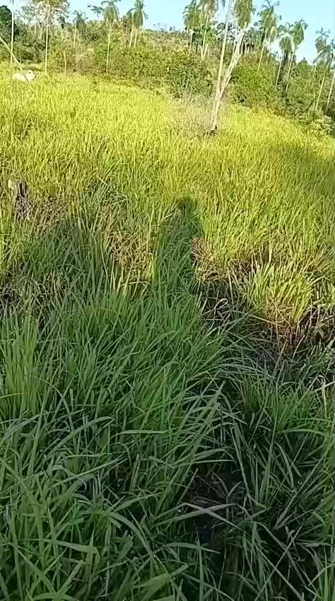 @aleandromarques212