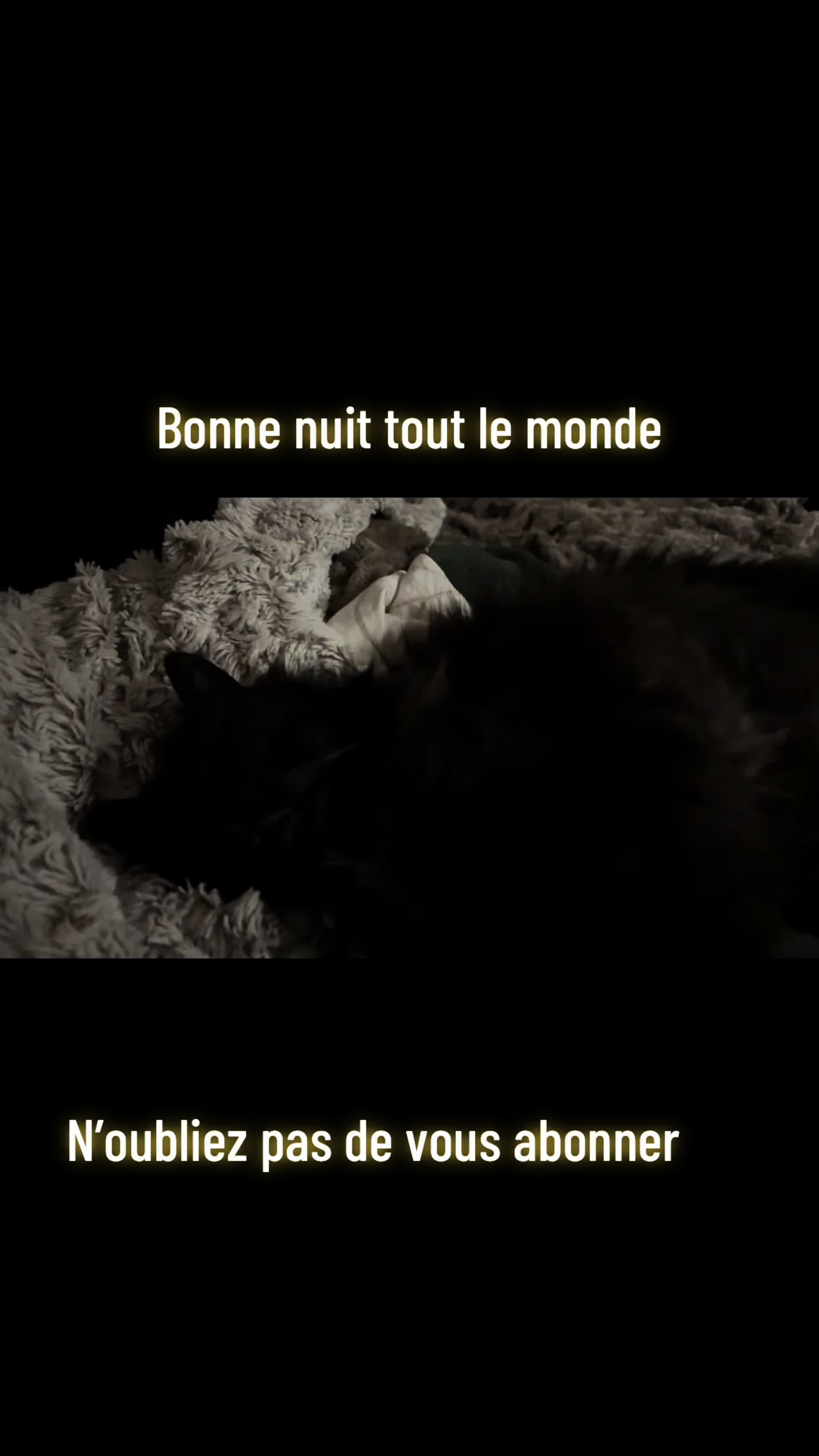 @Tao 🐈⬛ et Kiara 🐈⬛