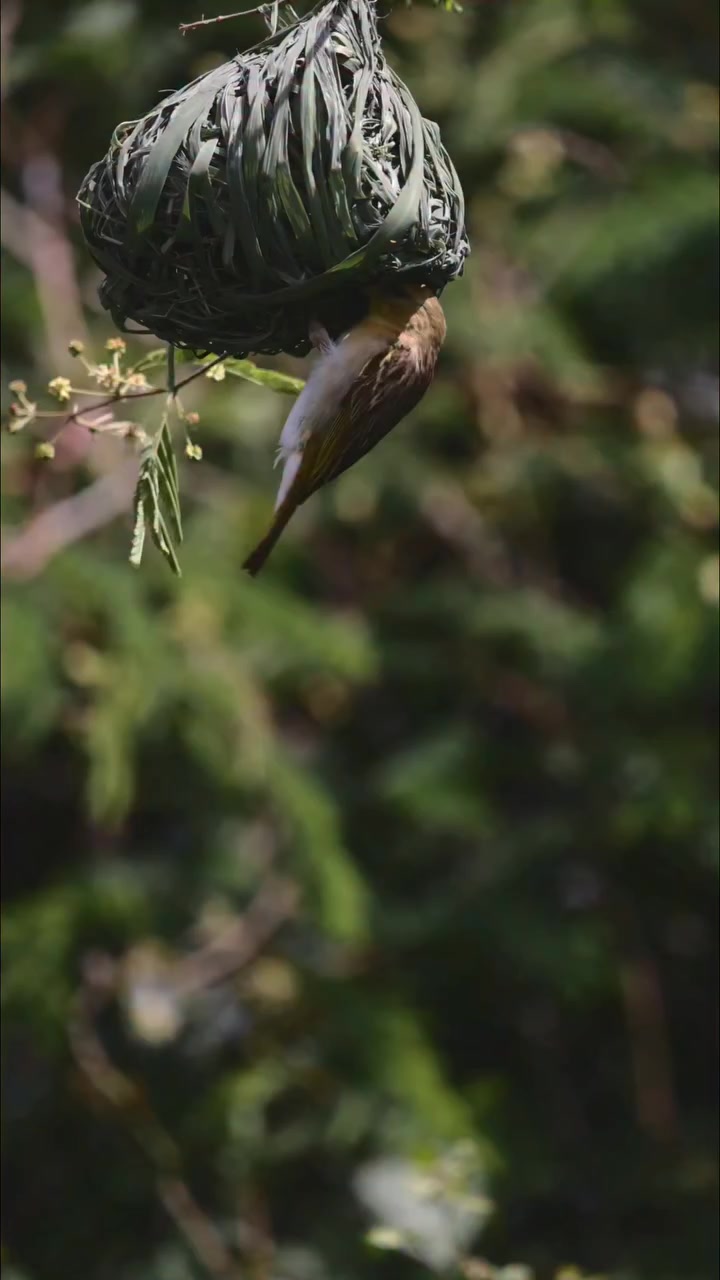 @David_Nature_Africa