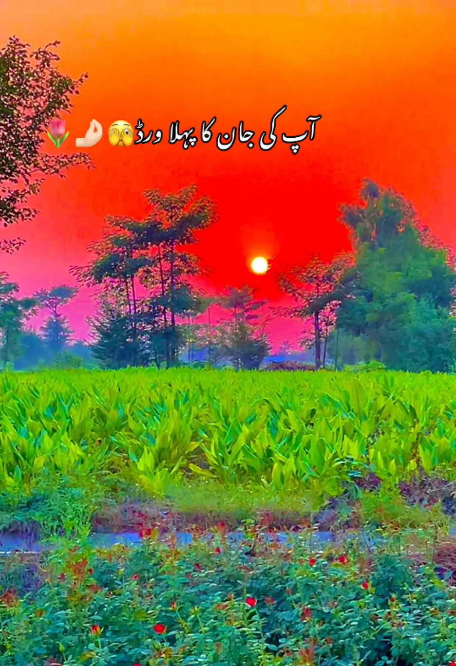 @😎اویس راجپوت🕊️❤️&zwj;🔥