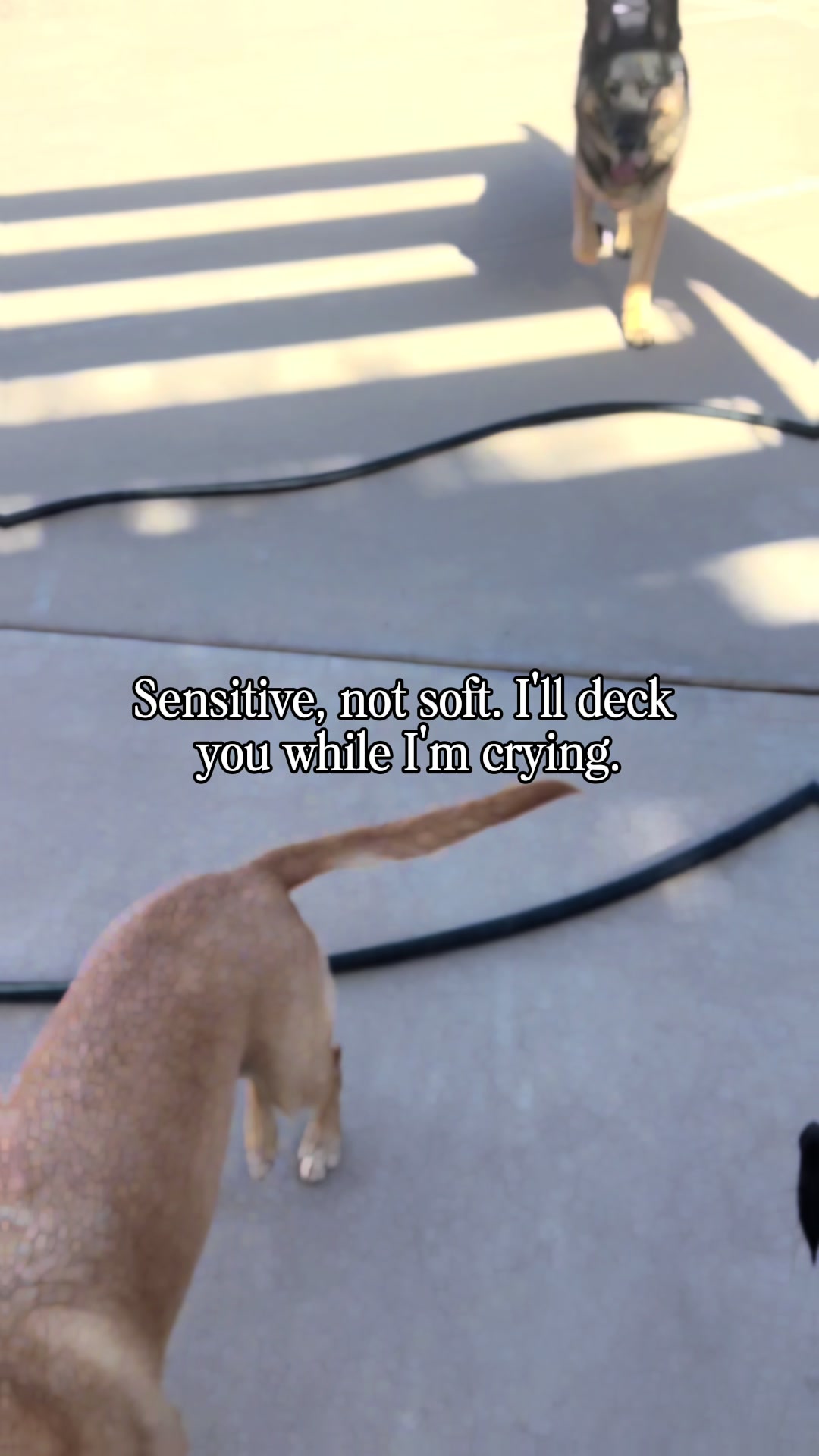 @Shepsky Mom