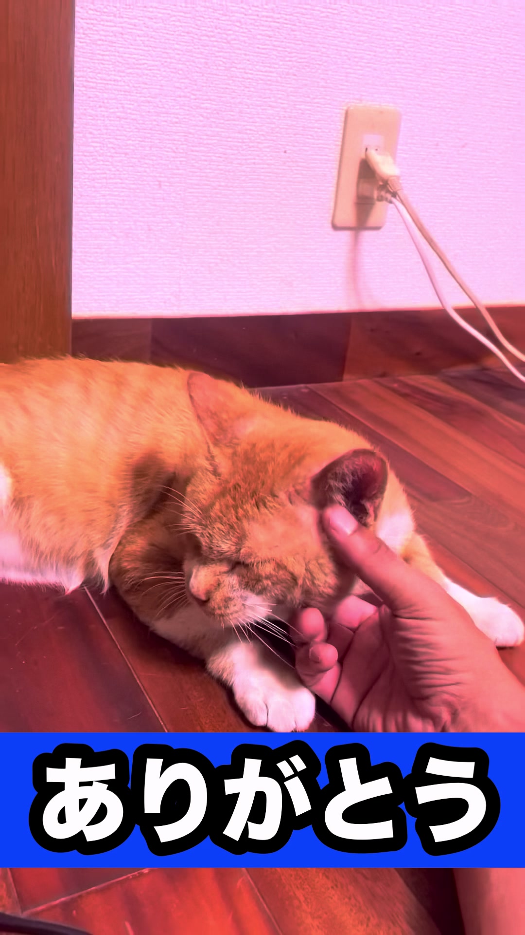 @藤原 政宗 動物好き❤️飛行機好き❤️