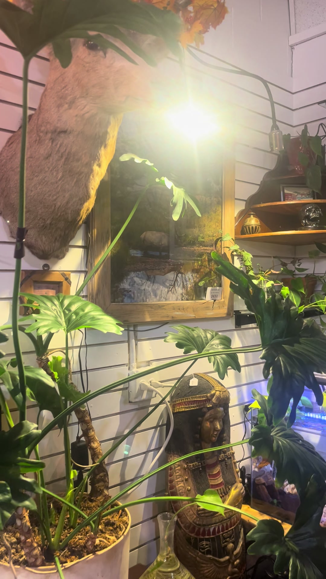 @Rocky Mountain Punk Nature Art