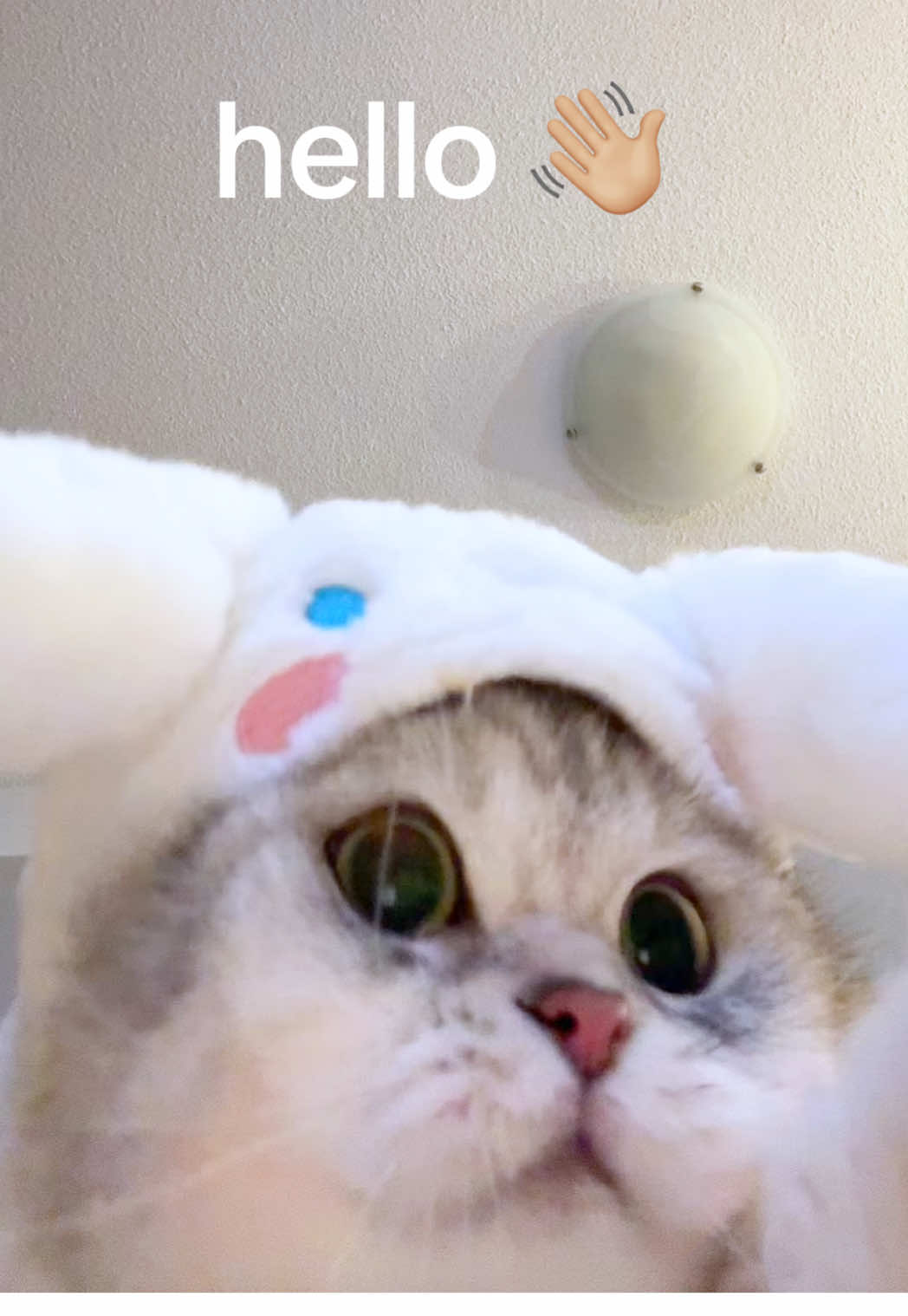 @Ollie the Cat
