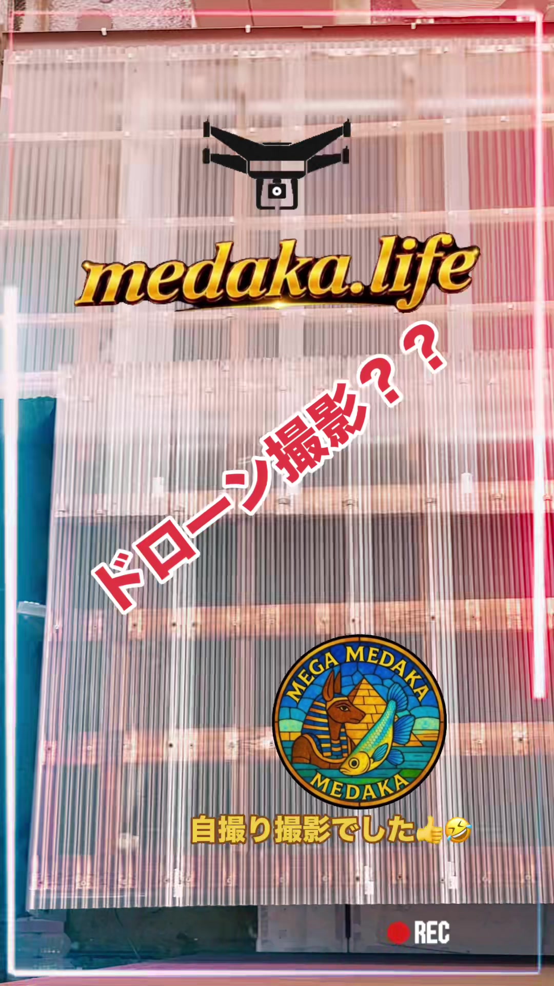 @MEGAめだか