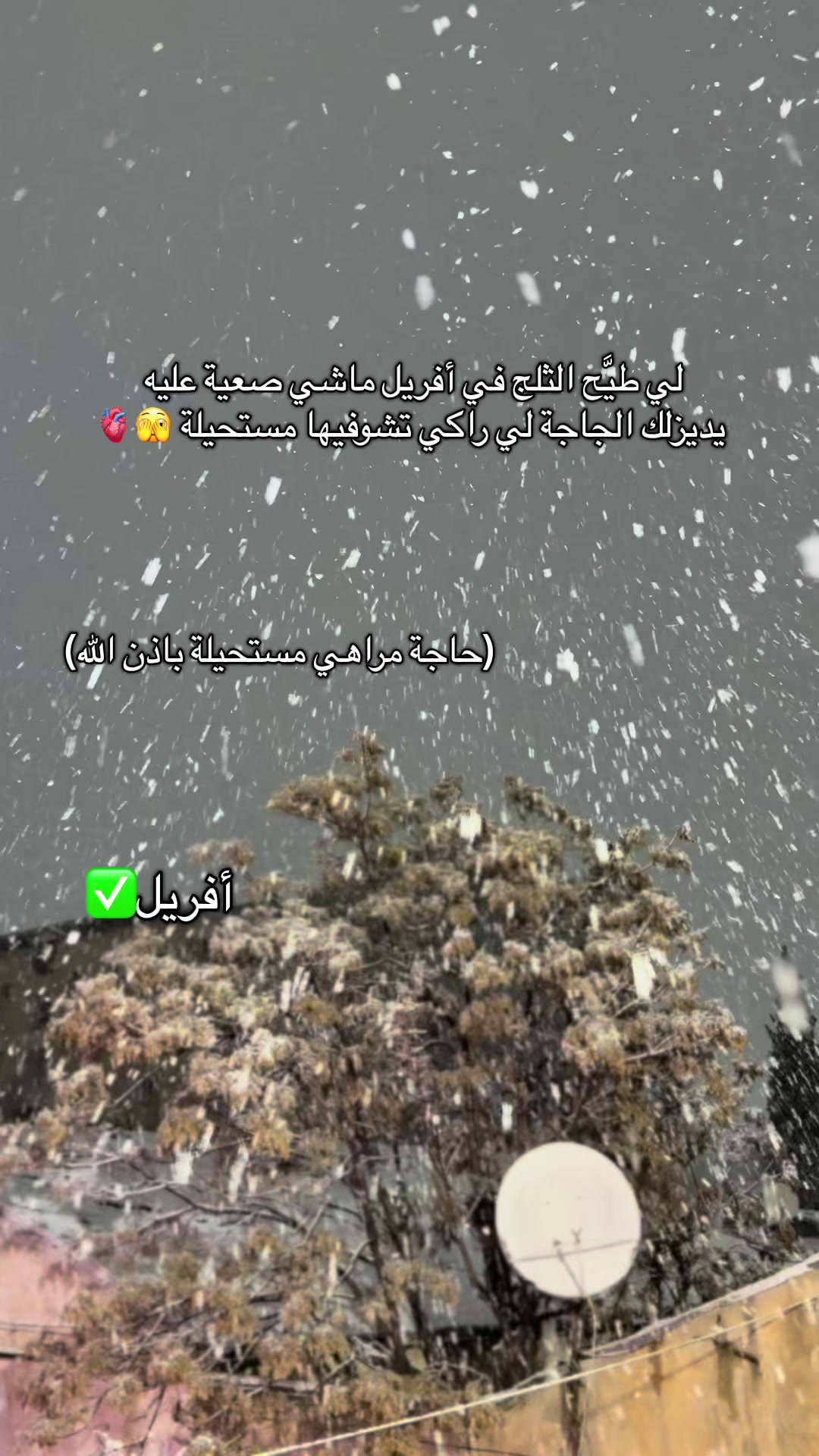 @👑المًسًرًارًةً👑