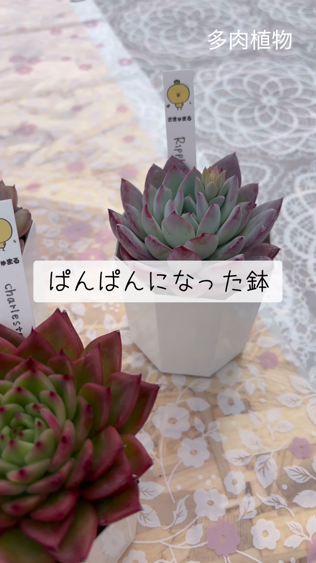 @さきゅまる～こぴとSHOP