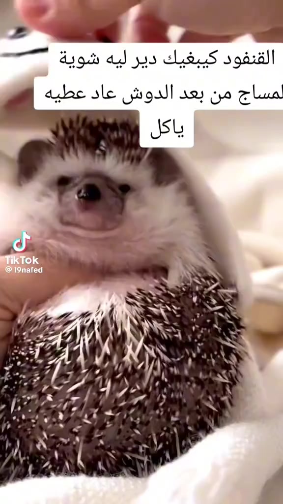 @ابو وسيم الهاشمي