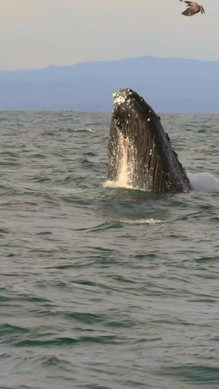 @Whale - life in ocean