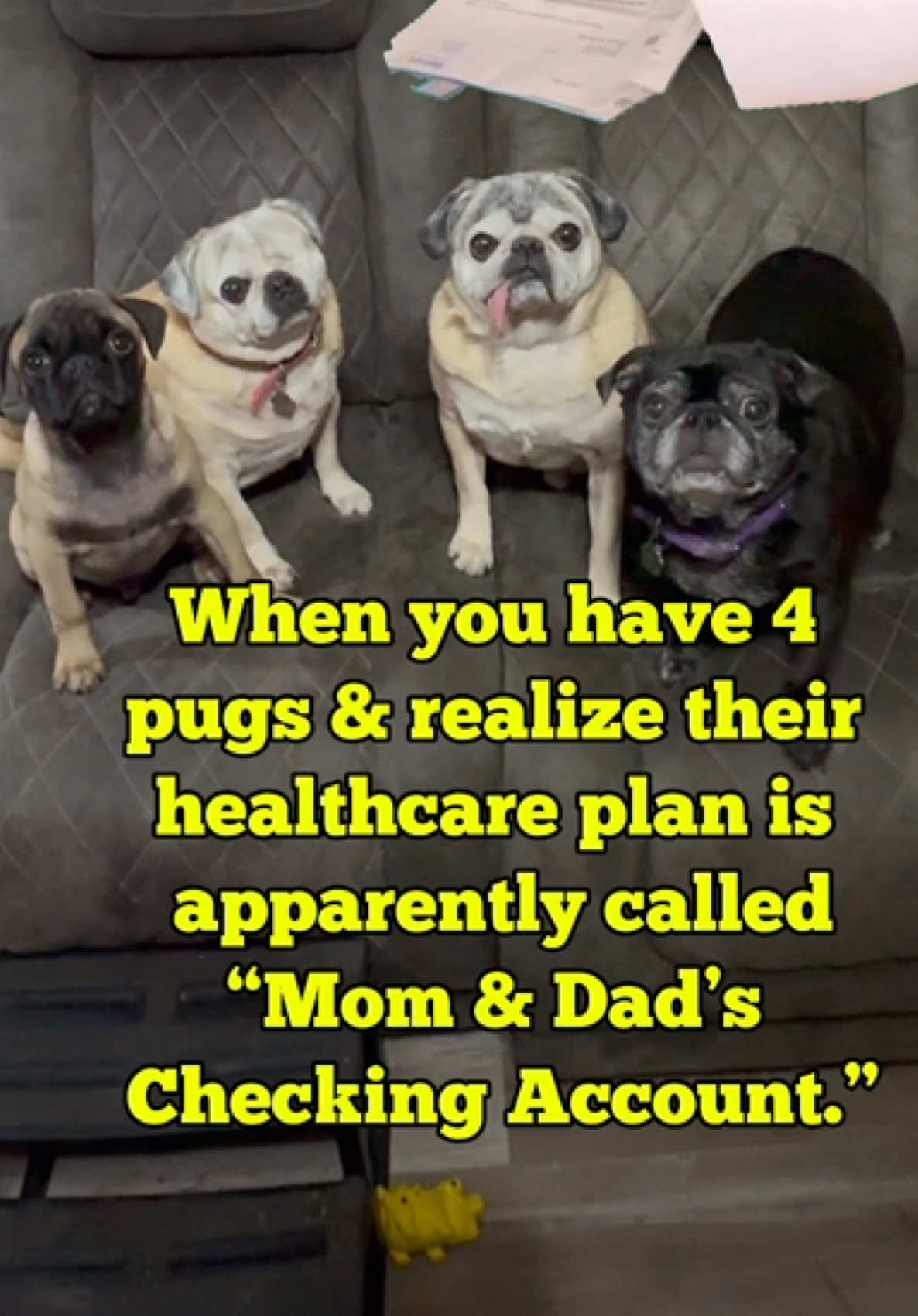 @The Stewart Pugs Plus Mom
