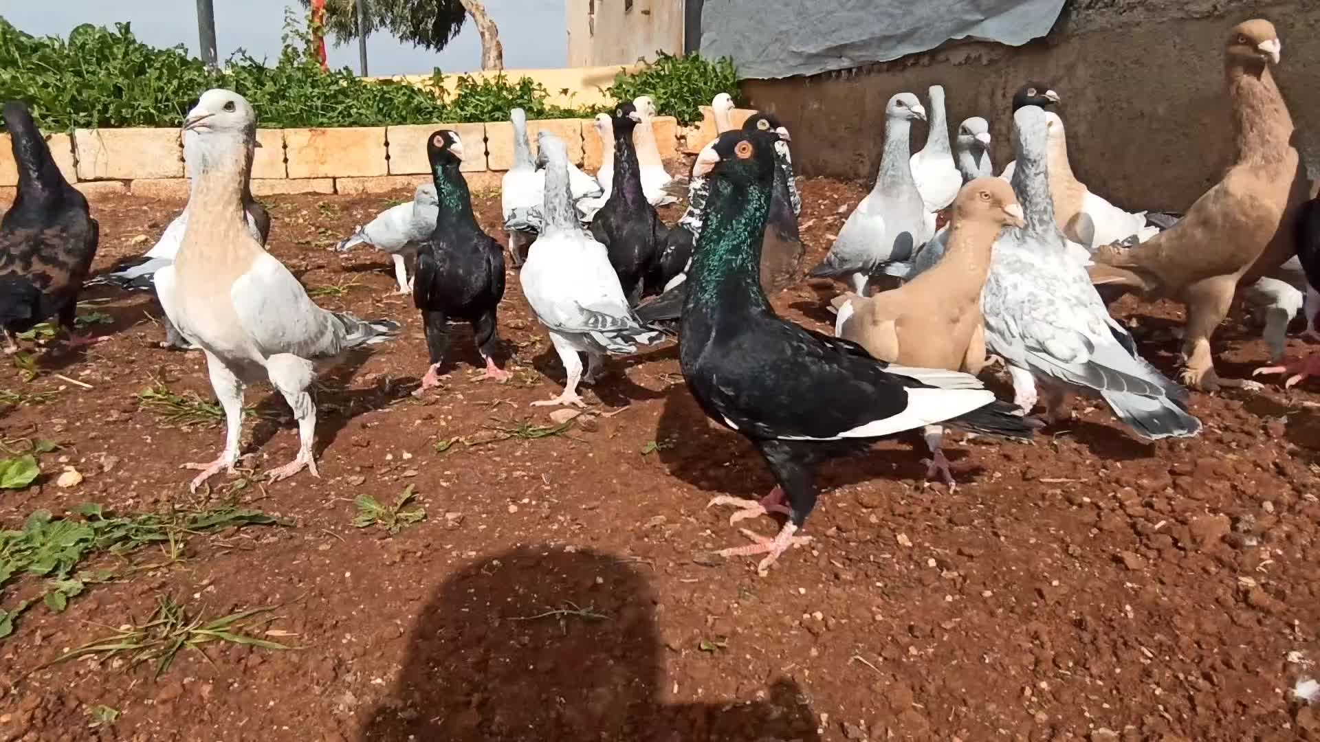 @أمين سلات