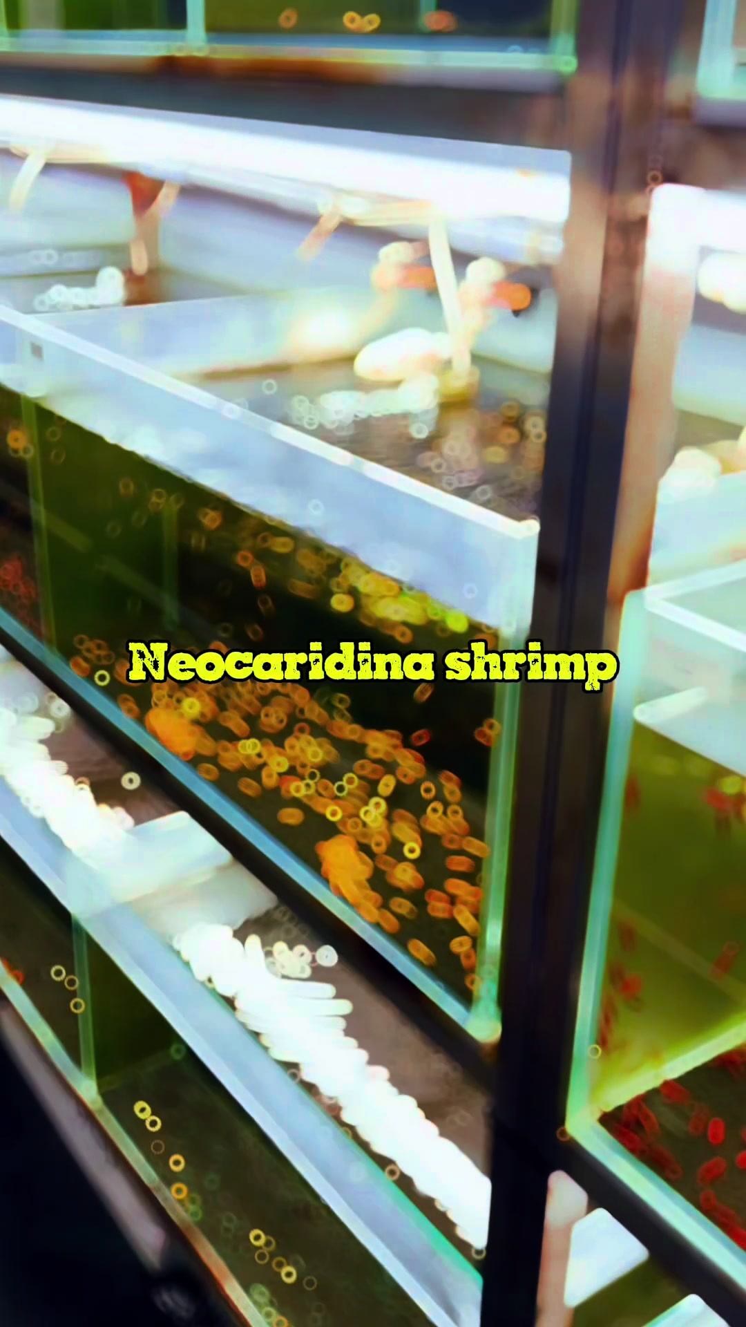 @Once Upon A Shrimp