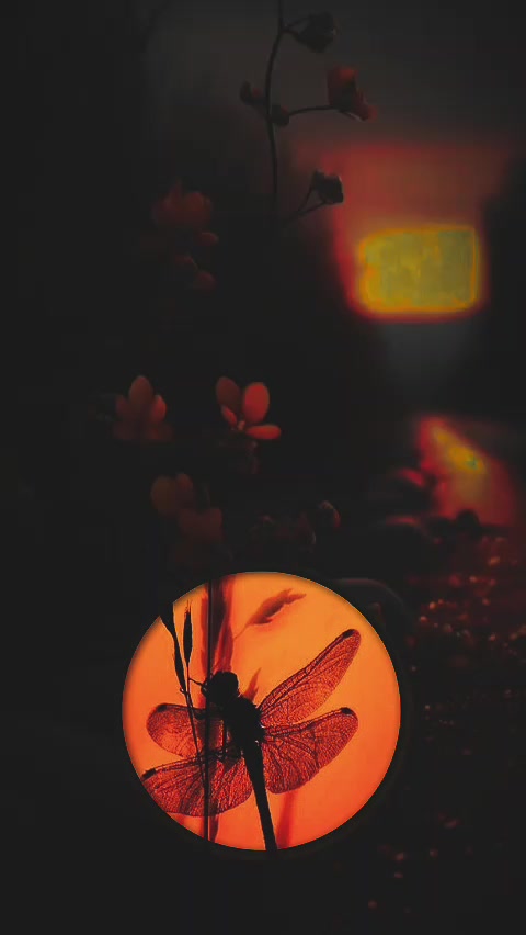 @☆꧁✬💫𝓐𝓶𝓶𝓾 💫✬꧂☆