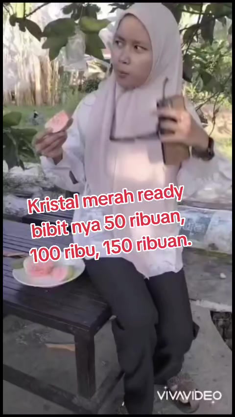 @Bibit khusus samarinda