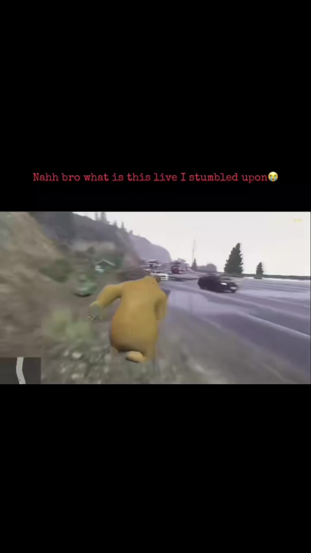 @perrito