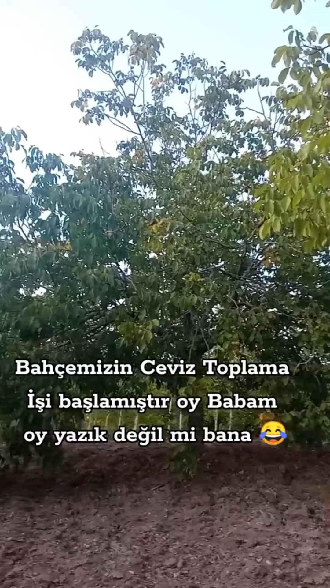 @papatyamm