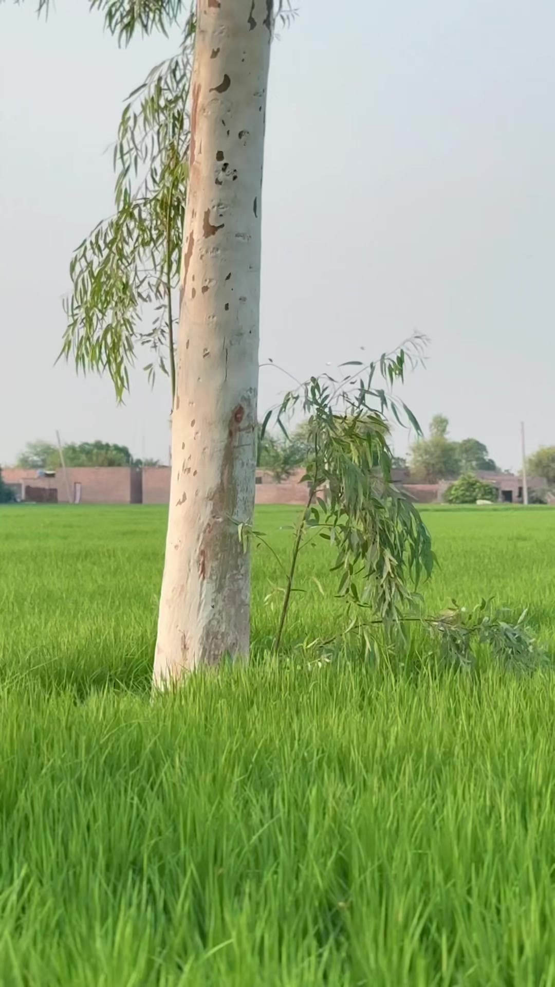 @M.HaSSaN 🇵🇰